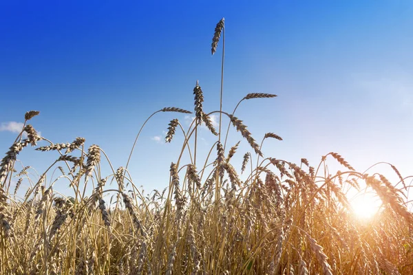 Ears Wheat Sky Background — Stock Photo, Image