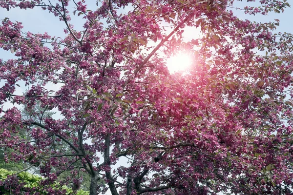 Цветущая Яблоня Розовыми Цветами Голубом Фоне Неба Винтаж — стоковое фото