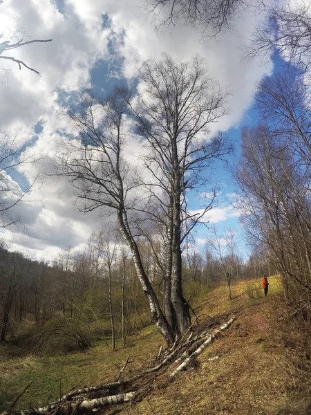Bir Vadiye Sprin Başında Huş Ağacı — Stok fotoğraf