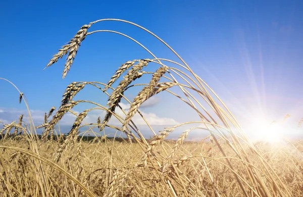 Ohren Auf Dem Feld — Stockfoto