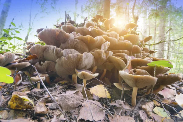 Cogumelos Toco Madeira — Fotografia de Stock