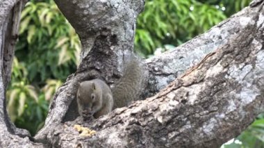Bir ağaçta oturuyor ortak treeshrew yiyor fındık