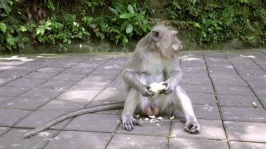 Yengeç yiyen makak, Macaca fascicularis, ayrıca uzun kuyruklu maymun, Sangeh Maymun Ormanı Bali olarak da bilinir.