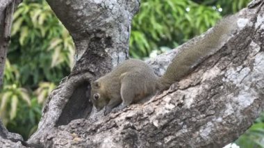 Bir ağaçta oturuyor ortak treeshrew yiyor fındık