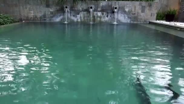 A vízfolyások-ból víz áramlik be a medencébe, Bali, Indonézia — Stock videók
