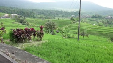pirinç terasları Dağı'nın ve çiftçilerin ev görüntüleyin. Bali, Endonezya