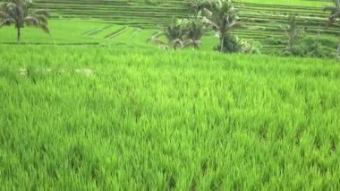 pirinç terasları Dağı'nın ve çiftçilerin ev görüntüleyin. Bali, Endonezya
