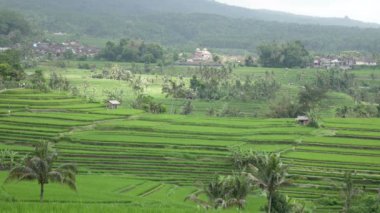 pirinç terasları Dağı'nın ve çiftçilerin ev görüntüleyin. Bali, Endonezya