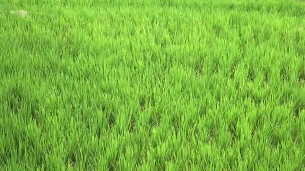 Vista sobre terrazas de arroz de montaña y casa de agricultores. Bali, Indonesia — Vídeos de Stock