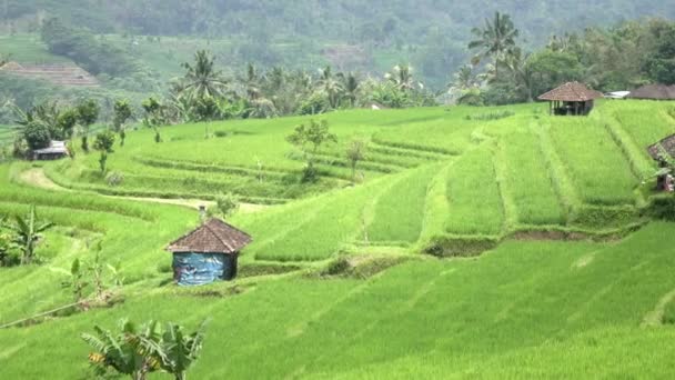 Vista sobre terrazas de arroz de montaña y casa de agricultores. Bali, Indonesia — Vídeo de stock