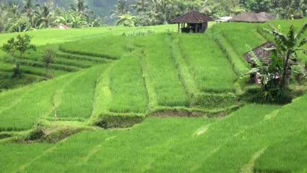 Vista sobre terrazas de arroz de montaña y casa de agricultores. Bali, Indonesia — Vídeo de stock