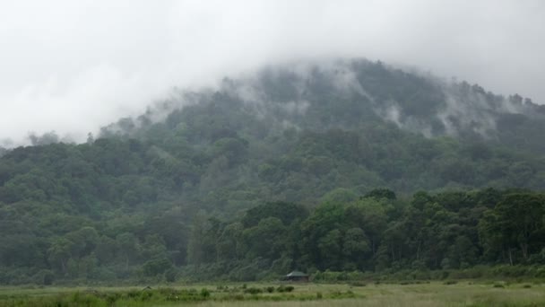 Niebla sobre el bosque - Nubes que vienen rápidamente sobre el bosque en Bali, Indonesia — Vídeos de Stock
