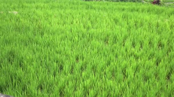 Nézd a rizs teraszok-hegy és a gazdák háza. Bali, Indonézia — Stock videók