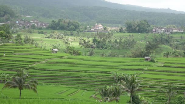 Vista sobre terrazas de arroz de montaña y casa de agricultores. Bali, Indonesia — Vídeos de Stock