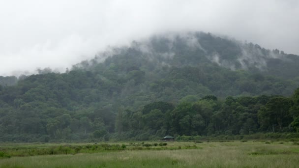 森林 - 森林インドネシア ・ バリ島へのすぐに来ている雲の上の霧 — ストック動画