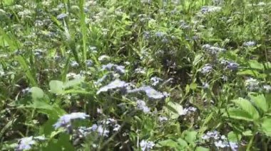 Unutma. Birçok güzel Myosotis arvensis bir arka plan