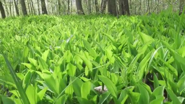 Macchina fotografica si muove sul legno di primavera per il lungo una radura con foglie di un giglio della valle — Video Stock