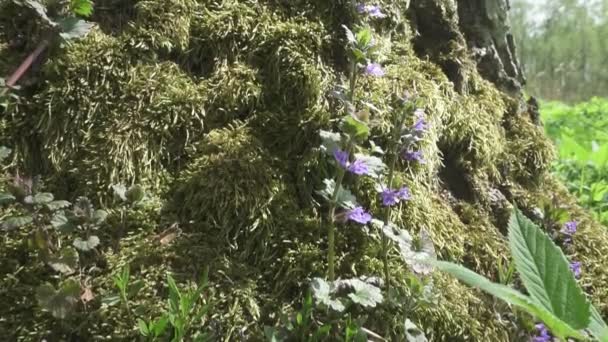 藿香, 韩国薄荷, 也称为蓝甘草, 紫色巨人香草, 印度薄荷, 皱起的巨人香草 — 图库视频影像