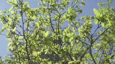 parlak güneş ışığı, prores görüntüleri içinde taze genç yeşil meşe yaprakları