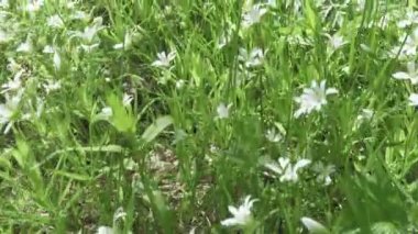 Rüzgârla sallanan vahşi Stellaria beyaz çiçekler. Karanfilgiller ailesindeki bir cins tür çiçekli bitkiler Spring.Stellaria olduğunu