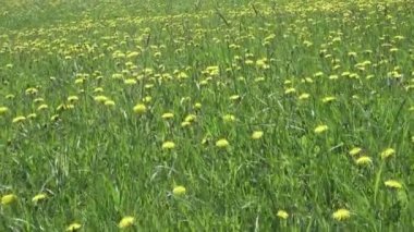 alan bahar sarı karahindiba çiçeklenir. Dolly video