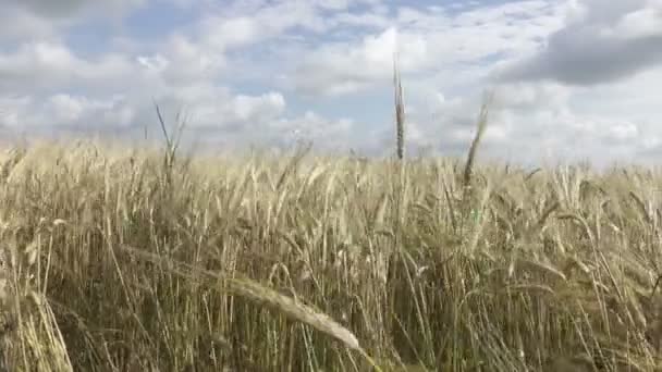 Wind schwingt reife Ähren auf dem Feld an sonnigen Tagen — Stockvideo
