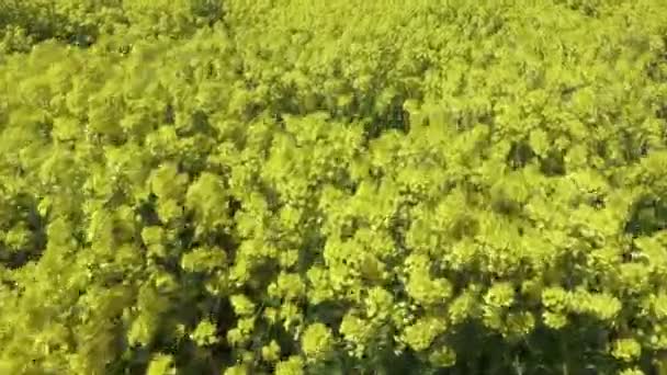 Campo di colza giallo contro un cielo blu in primavera — Video Stock