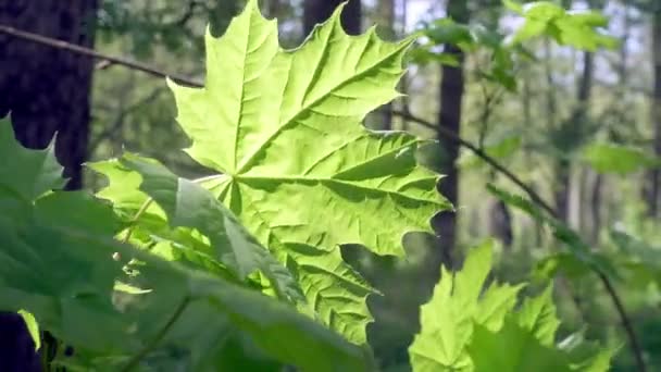 Folha verde de um bordo o iluminado com um sol brilhante, perto — Vídeo de Stock