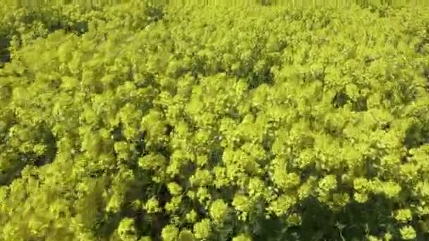 Campo de colza amarillo contra un cielo azul en primavera — Vídeos de Stock