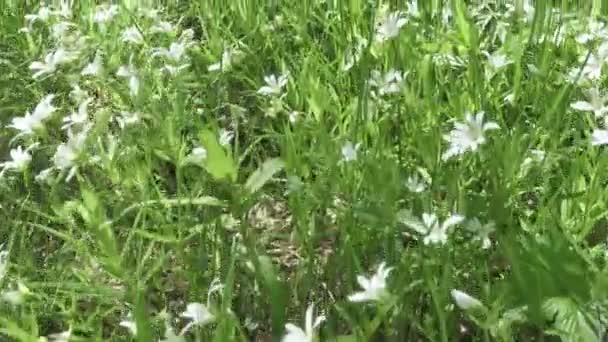 Villi Stellaria valkoisia kukkia heiluu tuulessa. Spring.Stellaria on sukupuulaji kukkivat kasvit perheessä Caryophyllaceae — kuvapankkivideo