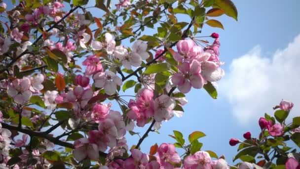 Blühende Rosa Krabben Apfelbäume Frühlingsgarten — Stockvideo