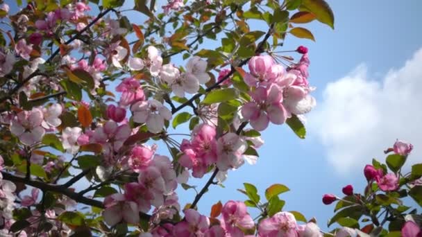 春の庭でピンクのカニのリンゴの木を開花 — ストック動画