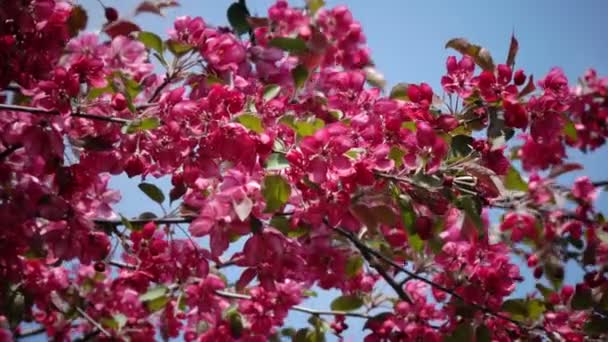 春の庭でピンクのカニのリンゴの木を開花 — ストック動画
