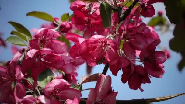 Blooming Pink Crab Apple Trees Spring Garden — Stock Video