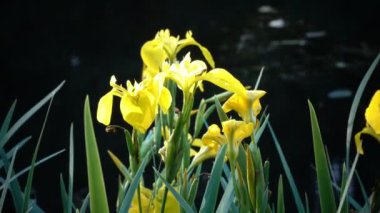 Iris pseudacorus sarı bayrak, sarı iris, su bayrak, kolu olan Iris, cins içinde bir tür aile açan