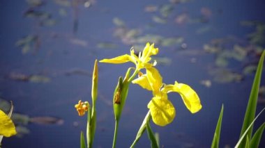 Iris pseudacorus sarı bayrak, sarı iris, su bayrak, kolu olan Iris, cins içinde bir tür aile açan