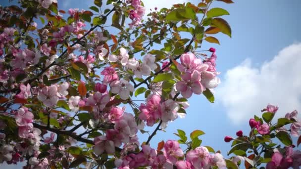 Blommande Rosa Krabba Äpple Träd Vårträdgården — Stockvideo