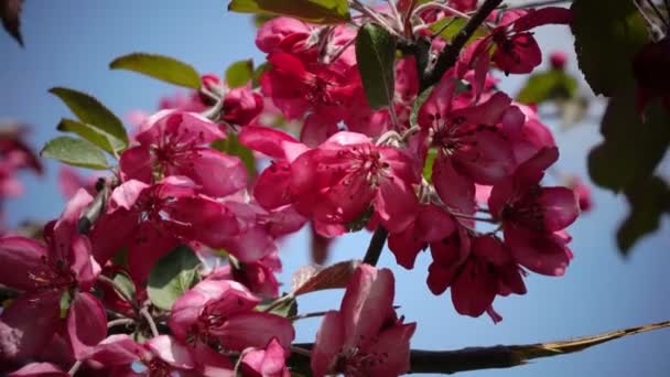 Blooming Pink Crab Apple Trees Spring Garden — Stock Video