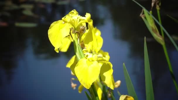 Iris Pseudacorus Yellow Flag Gelbe Iris Wasserfahne Hebel Ist Eine — Stockvideo