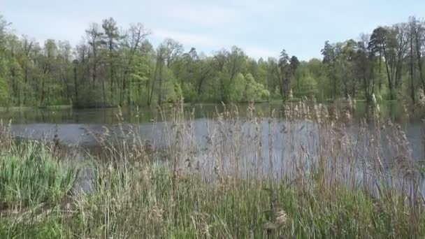 Kamera Pohybuje Pobřeží Jezera Lesa Který Travnatá — Stock video