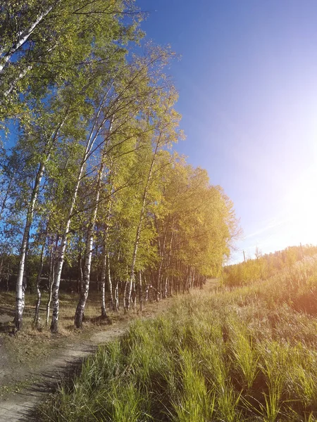 Birches near a footpath and the field on the other hand in the summer sunny day