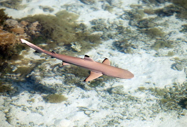 Reef Shark Felülnézet Kristálytiszta Víz — Stock Fotó