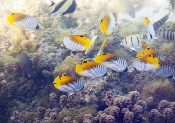 Paquete Peces Una Mirada Través Del Agua — Foto de Stock