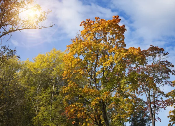 Árbol Otoño Con Follaje Brillante Sobre Fondo Cielo Azul —  Fotos de Stock