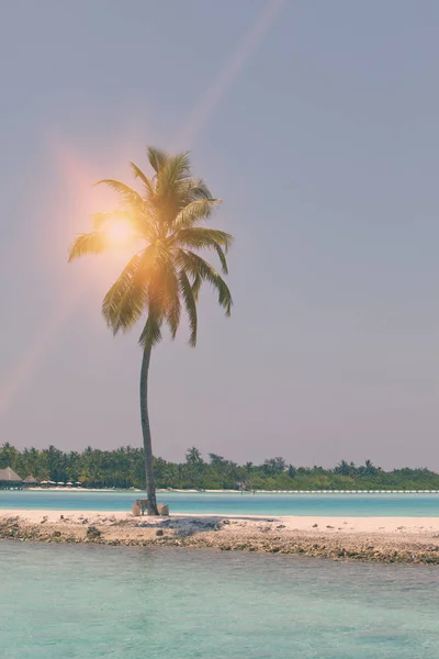 Ensam Palmträd Den Lilla Havet Maldiverna Retro Effekt — Stockfoto