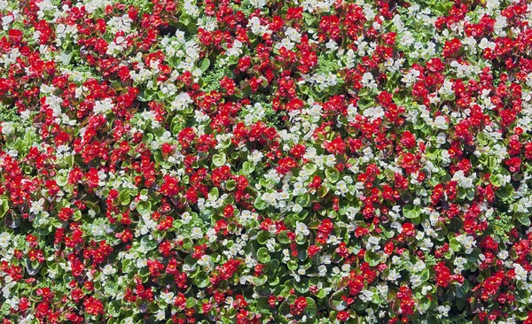 Fondo Las Flores Rojas Blancas Begoni — Foto de Stock