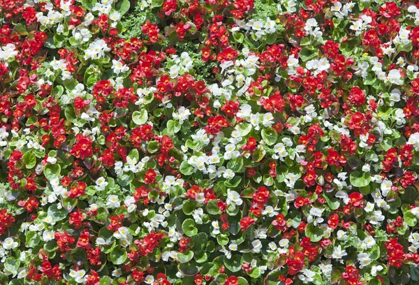 Tło Biało Czerwone Kwiaty Begoni — Zdjęcie stockowe