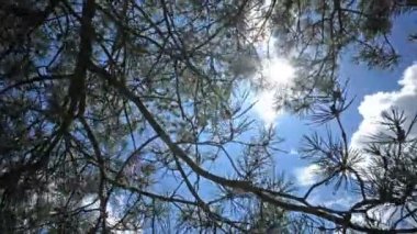 Çamın dalları arka planı mavi yaz Gökyüzündeki güneş ve beyaz bulutlar