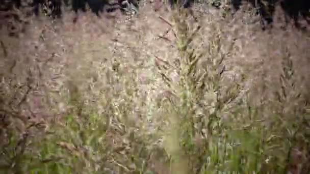 Φουντωτά hairgrass Deschampsia cespitosa άνεμος ταλαντεύεται ένα χόρτο σε ηλιόλουστη μέρα του καλοκαιριού — Αρχείο Βίντεο