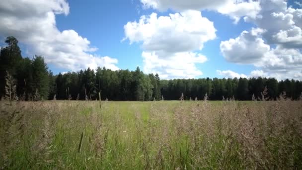 Bóbitás hairgrass gyepes sédbúza szél hinták a fű, a nyári napsütésben — Stock videók